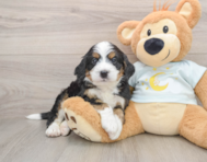 5 week old Mini Bernedoodle Puppy For Sale - Florida Fur Babies