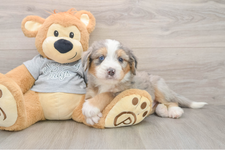 Petite Mini Bernedoodle Poodle Mix Pup