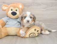 5 week old Mini Bernedoodle Puppy For Sale - Florida Fur Babies