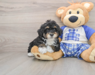 6 week old Mini Bernedoodle Puppy For Sale - Florida Fur Babies