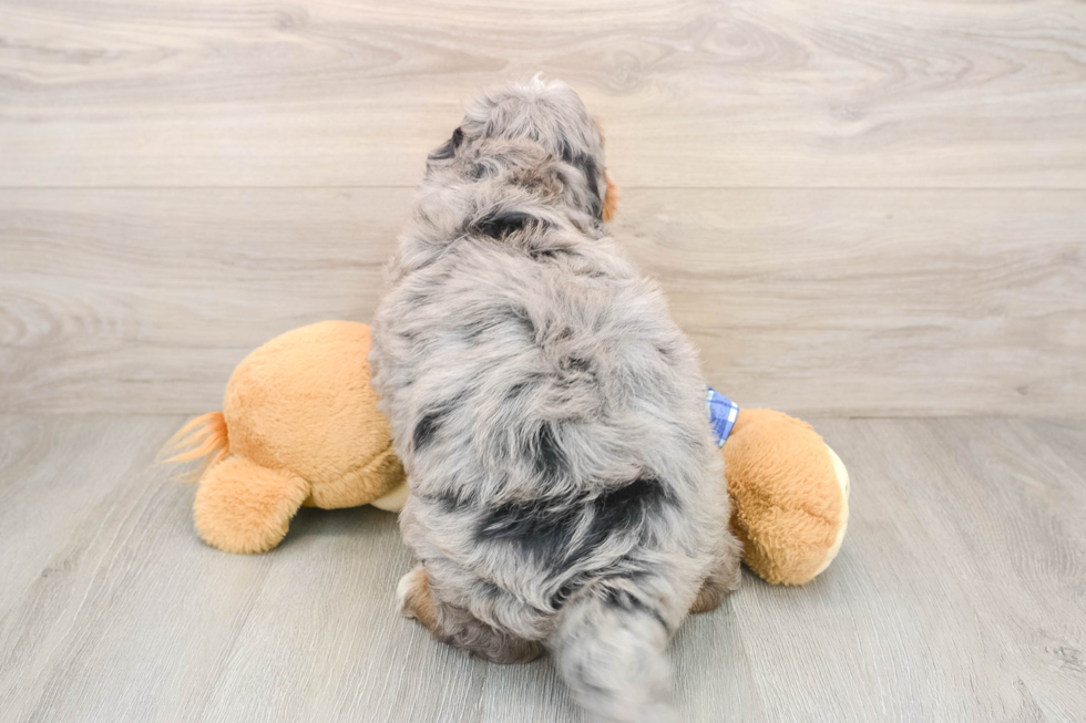 Mini Bernedoodle Pup Being Cute