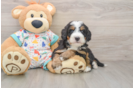 Mini Bernedoodle Puppy for Adoption