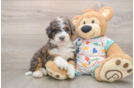 Petite Mini Bernedoodle Poodle Mix Pup