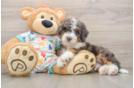 Mini Bernedoodle Puppy for Adoption