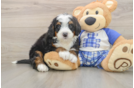 Mini Bernedoodle Pup Being Cute