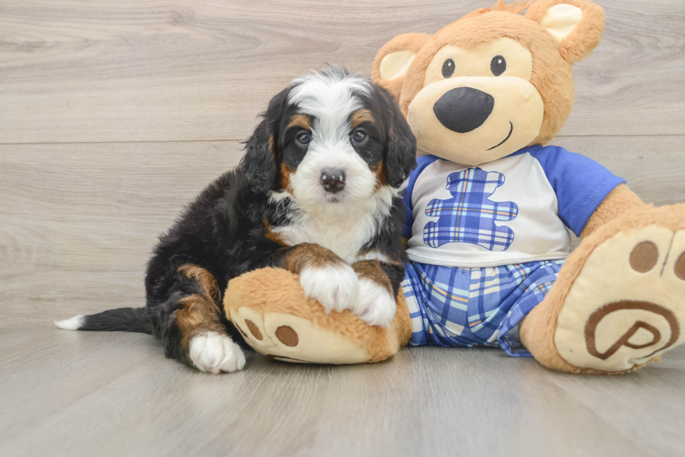 Mini Bernedoodle Pup Being Cute