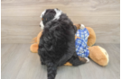 Hypoallergenic Mini Bernese Poodle Poodle Mix Puppy