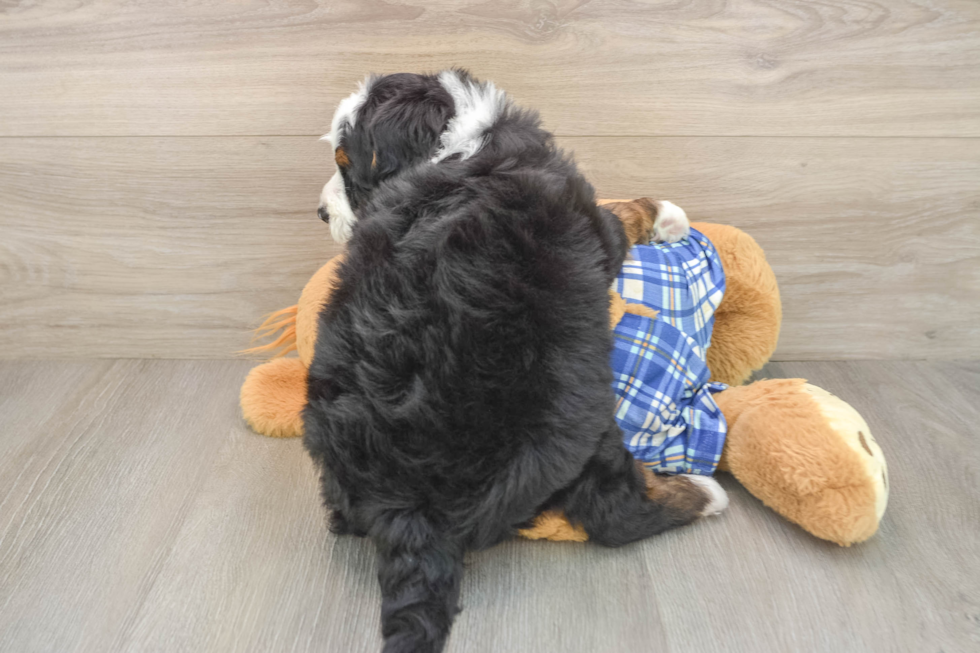 Hypoallergenic Mini Bernese Poodle Poodle Mix Puppy