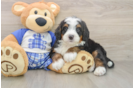 Best Mini Bernedoodle Baby