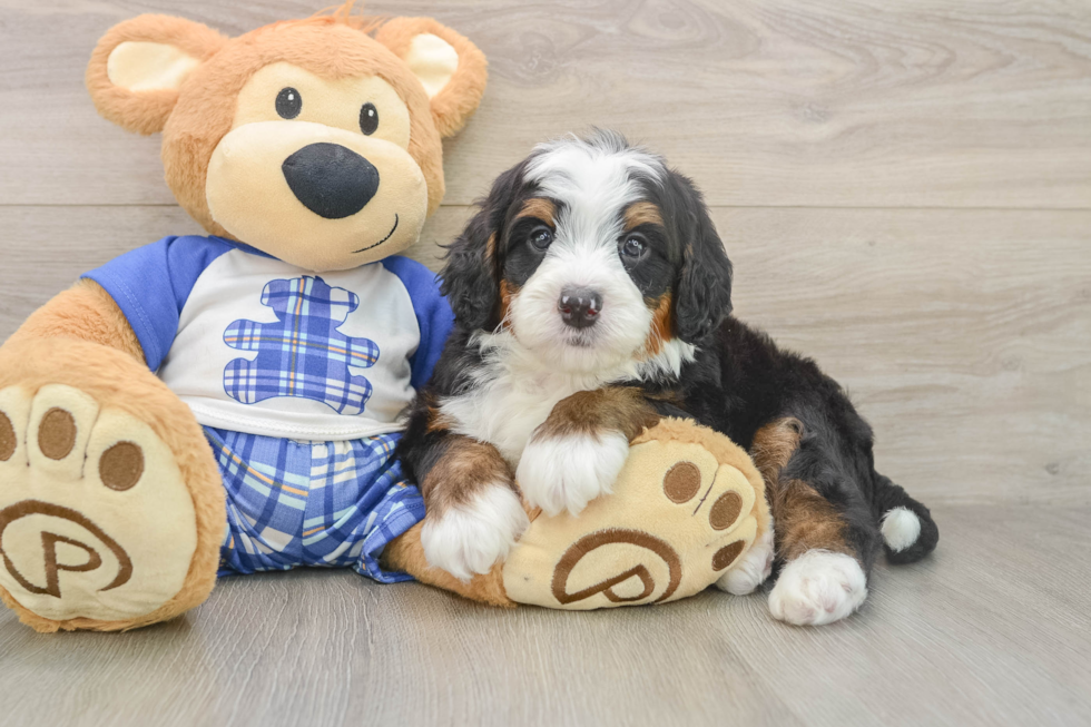 Best Mini Bernedoodle Baby