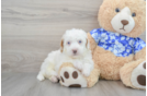 Mini Bernedoodle Puppy for Adoption