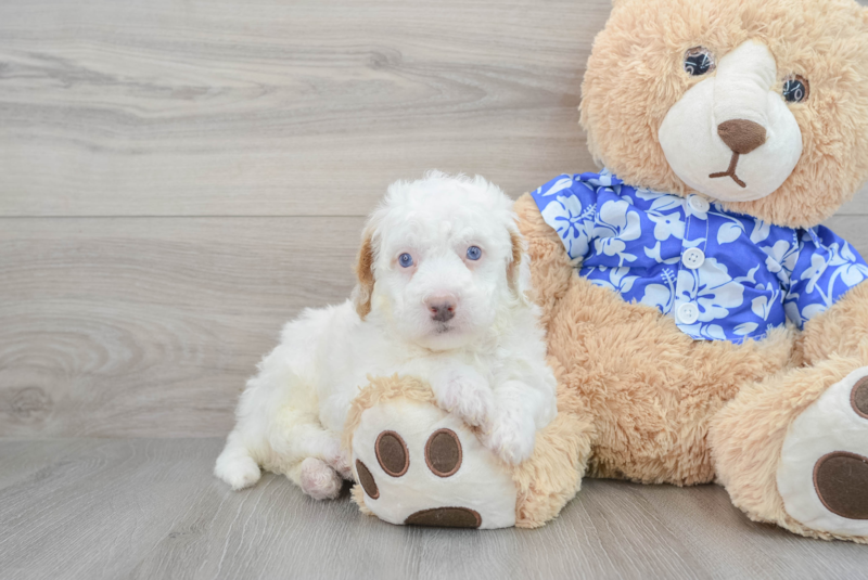Meet Michelin - our Mini Bernedoodle Puppy Photo 1/3 - Florida Fur Babies