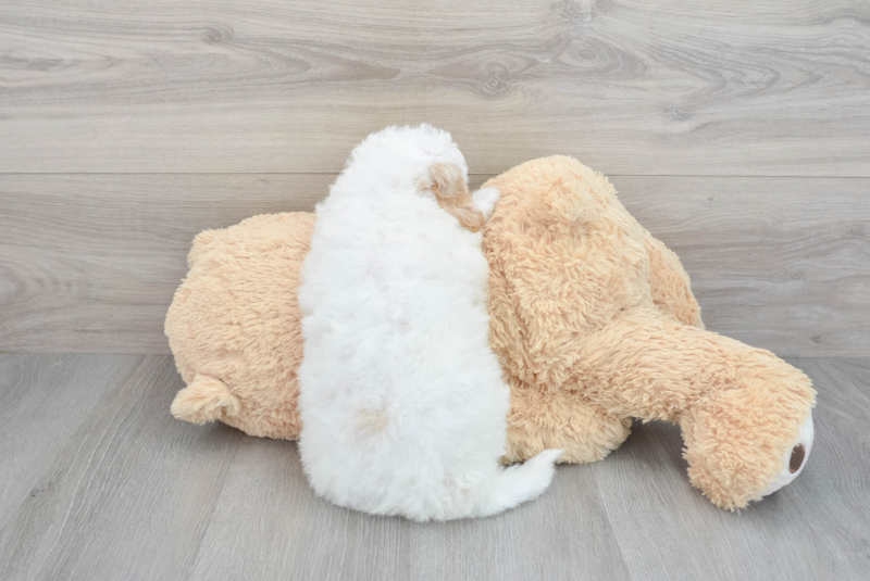 Meet Michelin - our Mini Bernedoodle Puppy Photo 2/3 - Florida Fur Babies