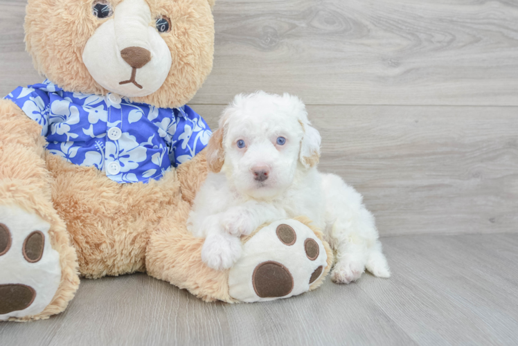 Best Mini Bernedoodle Baby