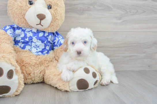 Best Mini Bernedoodle Baby