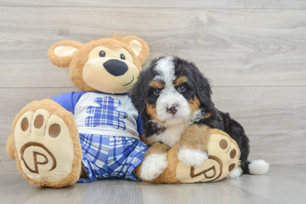 Best Mini Bernedoodle Baby