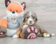 7 week old Mini Bernedoodle Puppy For Sale - Florida Fur Babies