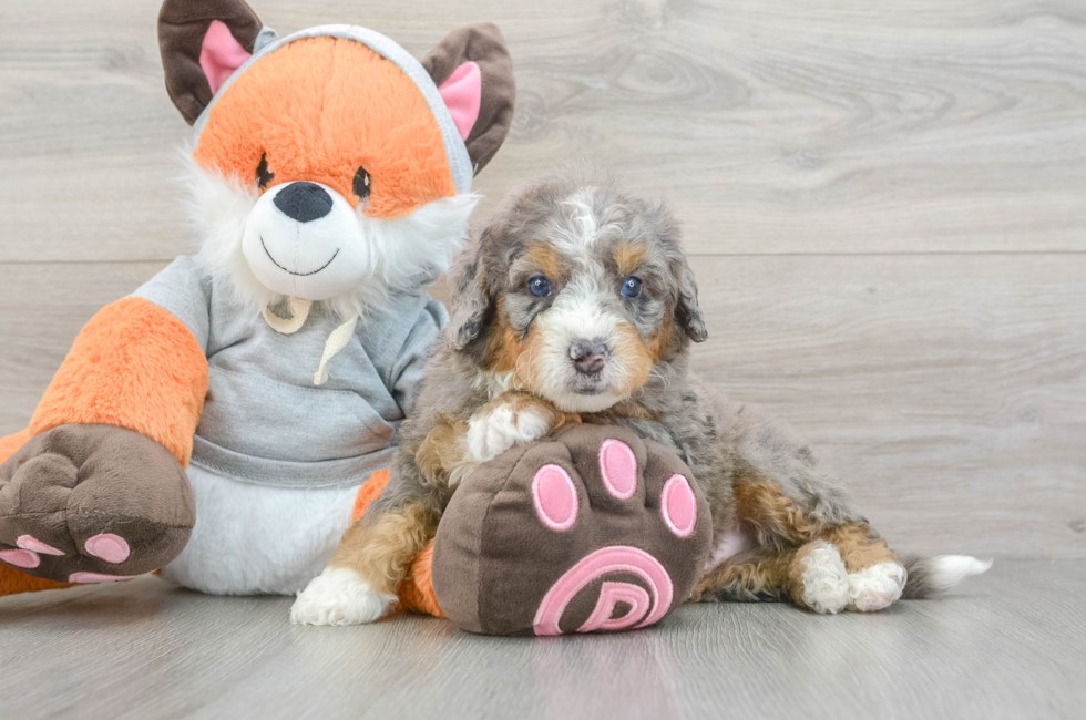 5 week old Mini Bernedoodle Puppy For Sale - Florida Fur Babies