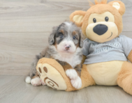 7 week old Mini Bernedoodle Puppy For Sale - Florida Fur Babies