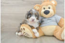 Mini Bernedoodle Pup Being Cute