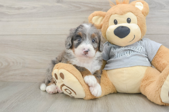 Mini Bernedoodle Pup Being Cute