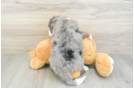 Sweet Mini Bernedoodle Baby
