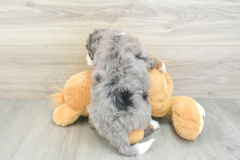 Sweet Mini Bernedoodle Baby