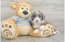 Mini Bernedoodle Pup Being Cute