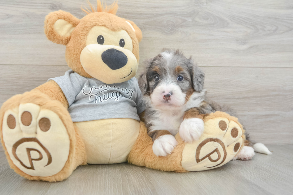Mini Bernedoodle Pup Being Cute