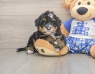 7 week old Mini Bernedoodle Puppy For Sale - Florida Fur Babies