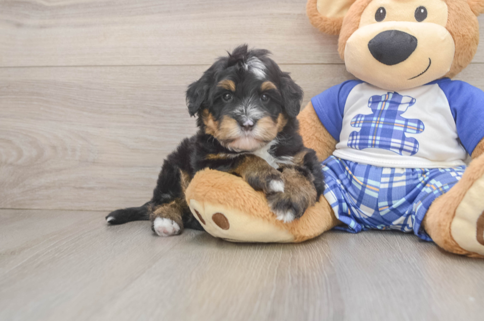 5 week old Mini Bernedoodle Puppy For Sale - Florida Fur Babies