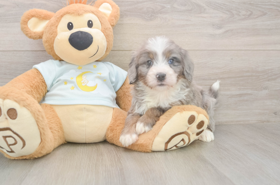 5 week old Mini Bernedoodle Puppy For Sale - Florida Fur Babies