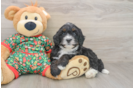 Mini Bernedoodle Puppy for Adoption