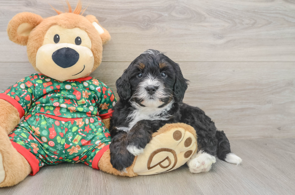 5 week old Mini Bernedoodle Puppy For Sale - Florida Fur Babies