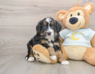 5 week old Mini Bernedoodle Puppy For Sale - Florida Fur Babies