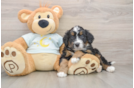 Cute Mini Bernedoodle Baby