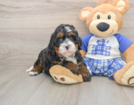 6 week old Mini Bernedoodle Puppy For Sale - Florida Fur Babies