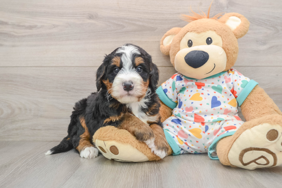 Mini Bernedoodle Puppy for Adoption