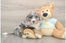 Fluffy Mini Bernedoodle Poodle Mix Pup