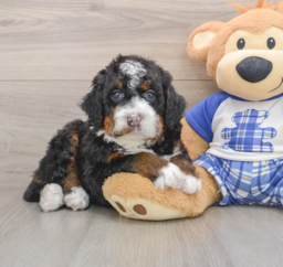 7 week old Mini Bernedoodle Puppy For Sale - Florida Fur Babies