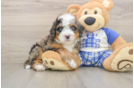 Happy Mini Bernedoodle Baby