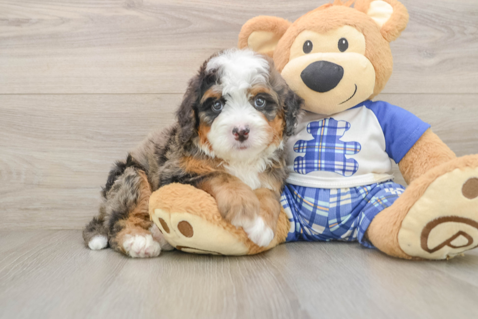 Happy Mini Bernedoodle Baby