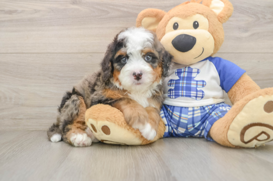 Happy Mini Bernedoodle Baby