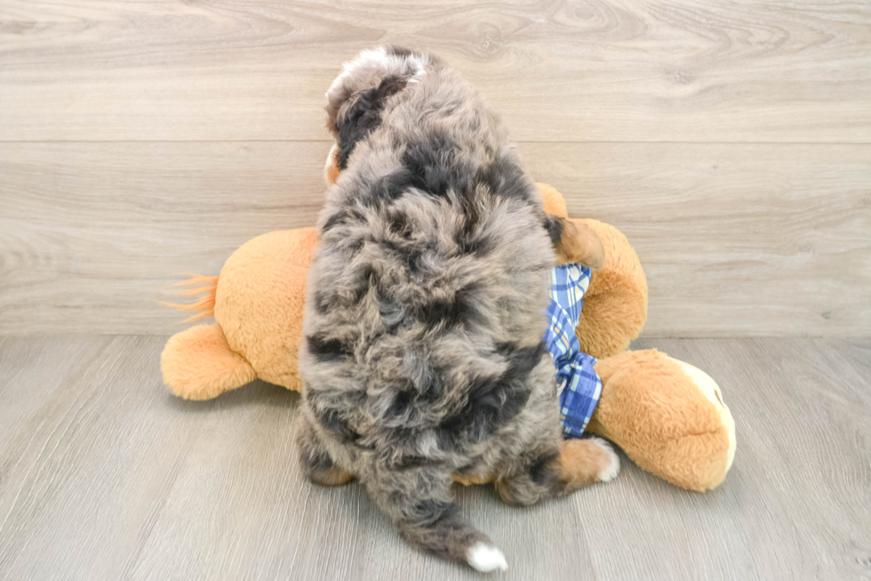 Best Mini Bernedoodle Baby