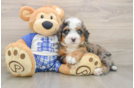 Energetic Mini Bernesedoodle Poodle Mix Puppy