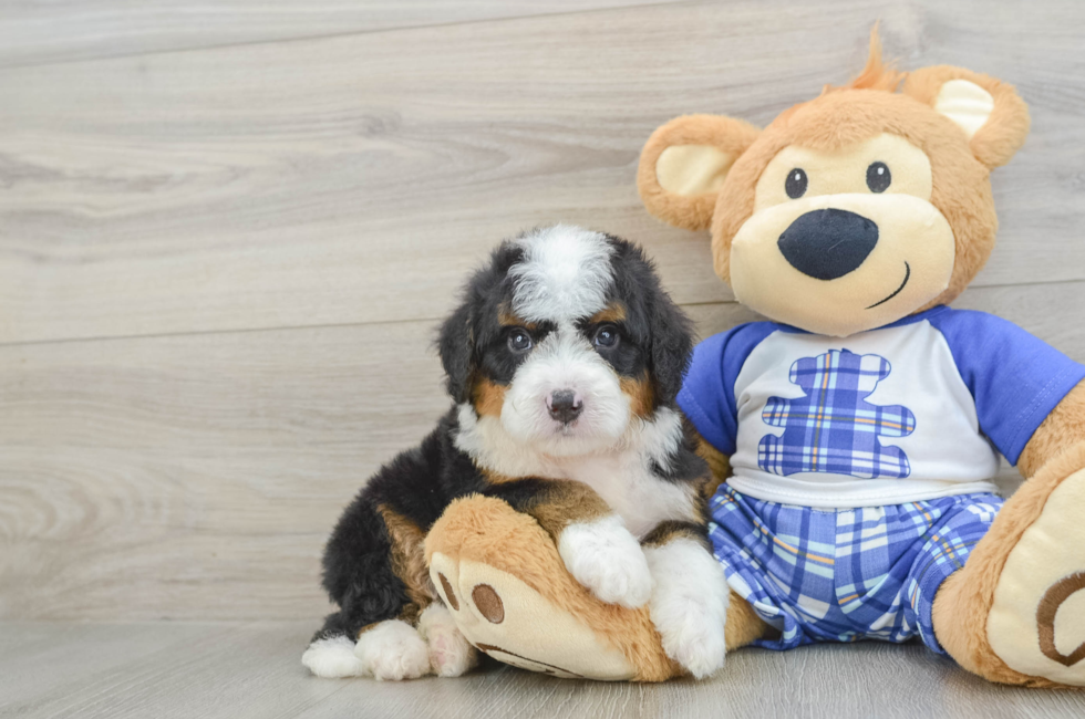 5 week old Mini Bernedoodle Puppy For Sale - Florida Fur Babies