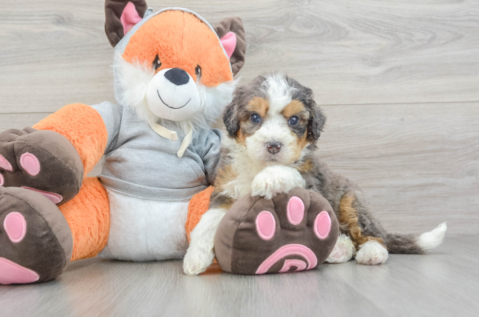 5 week old Mini Bernedoodle Puppy For Sale - Florida Fur Babies
