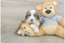 Mini Bernedoodle Pup Being Cute