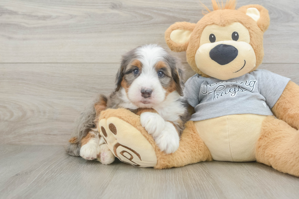 Mini Bernedoodle Pup Being Cute