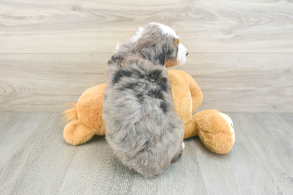 Mini Bernedoodle Pup Being Cute